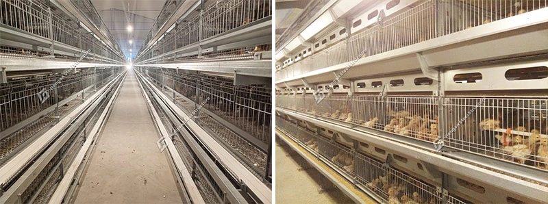 Brooding Cage Brooding Cage