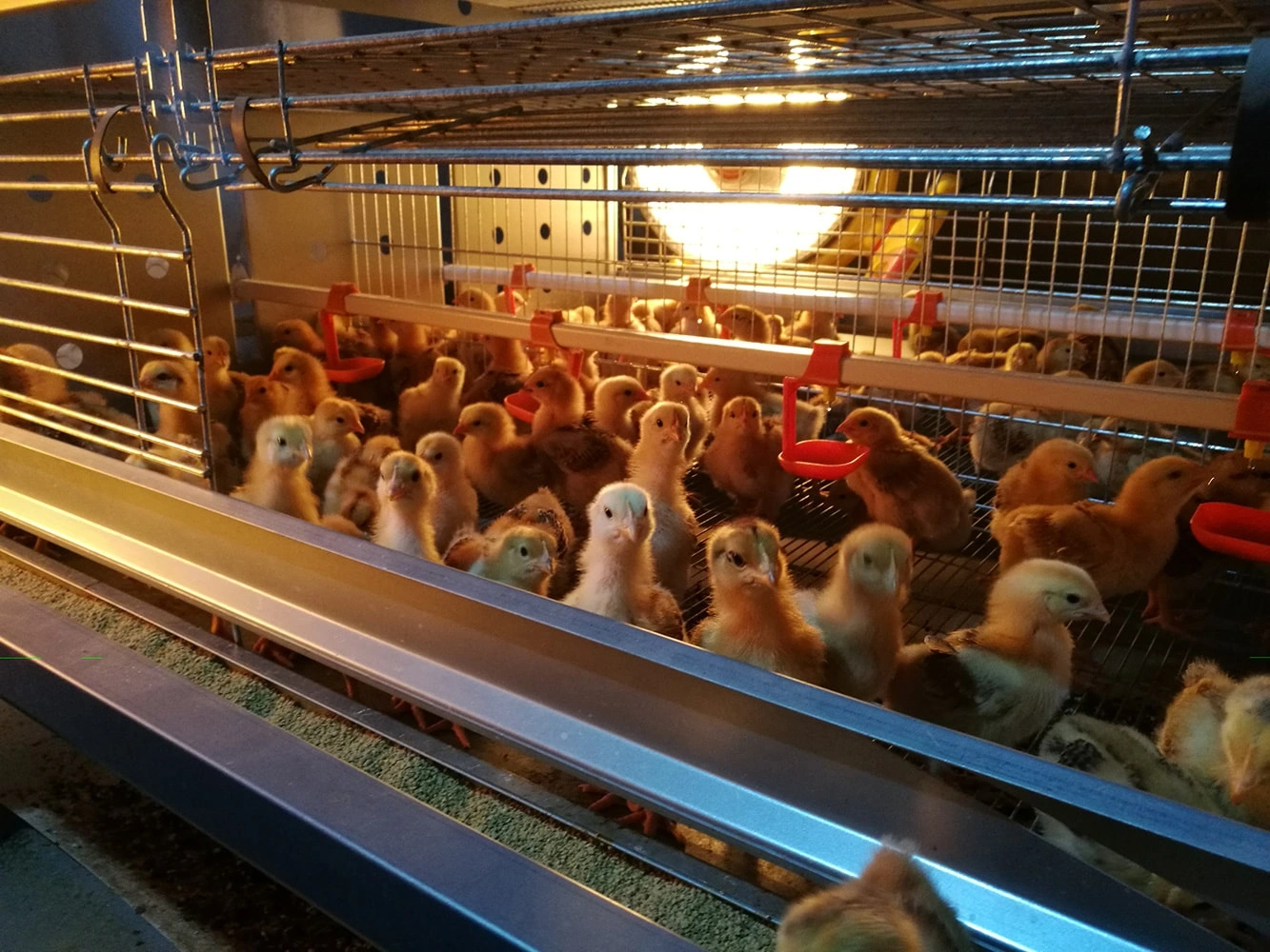 FEEDING SYSTEM