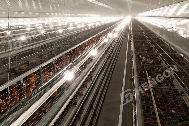 What Is Steelwork for Poultry Farm Buildings? 2.webp